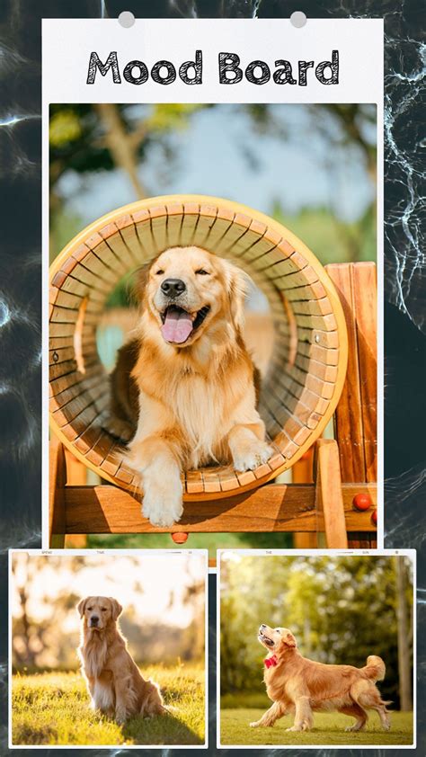 Image result for Collage Creator