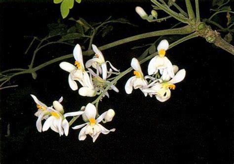 Hygienic organisation : spiritual meaning of flower