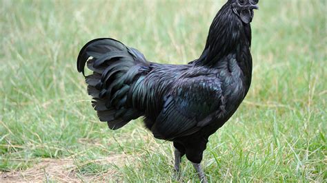 Should Dogs Eat White Or Dark Meat Chicken? Discover The Best Choice ...