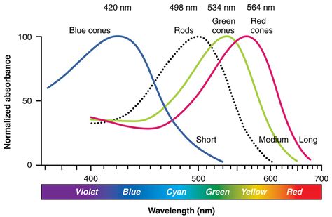 Kuvatulokset haulle blue vs red light spectrum