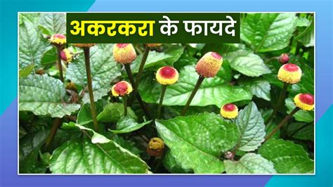 अकरकरा के फायदे | Akarkara Health Benefits in Hindi | Akarkara Khane Ke ...