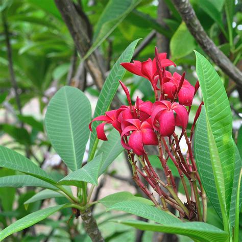 Plumeria Rubra Scarlet Knight Champa Plant
