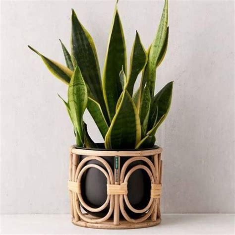 Bamboo Planters: An Easy and Eco-Friendly Way to Do Container Gardenin ...