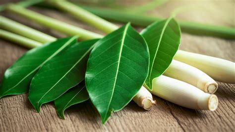 7 Manfaat Air Rebusan Daun Salam Sereh yang Jarang Diketahui
