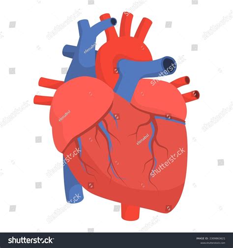 Human Heart Black And White Clipart