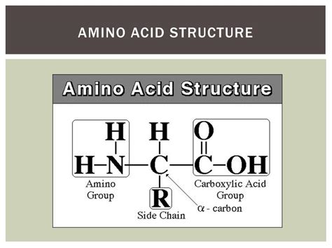 Image result for Complementary Protein Synthesis Strand