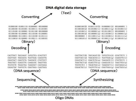 DNA digital data storage Data Encoding 的图像结果