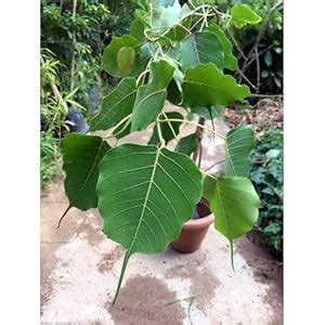 PlantaZee Peepal Ficus Religiosa Live Sapling Plant with Pot : Amazon ...