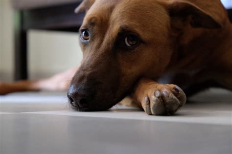 Adopt Pets At Frendicoes' Adoption Camp | LBB, Delhi