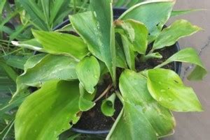 Indiana Herbalife Ginger Plant Price in India - Buy Indiana Herbalife ...