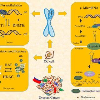 DNA Modification 的图像结果