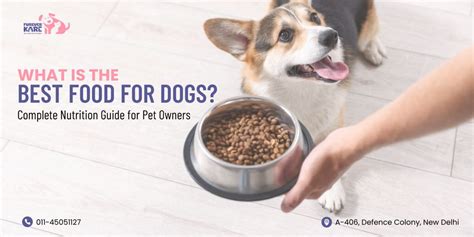 What Is the Best Food for Dogs? Complete Nutrition Guide – Furever Kare