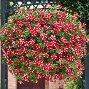 ario Petunia Flower Seed Price in India - Buy ario Petunia Flower Seed ...