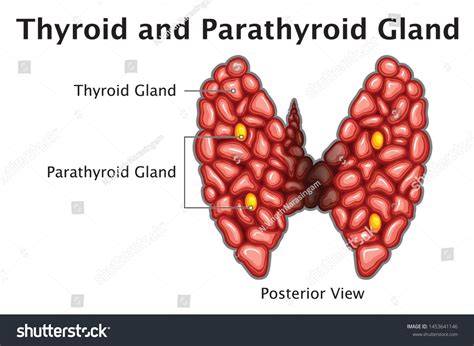 Human Thyroid Parathyroid Gland Anatomy Posterior: Vector có sẵn (miễn ...