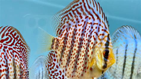 Image result for Red Leopard Discus