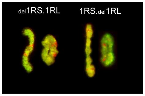 Instability of Alien Chromosome Introgressions in Wheat Associated with ...