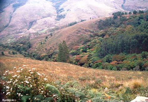Shola grasslands of Munnar, Kodaikkanal and the Nilgiris and its ...