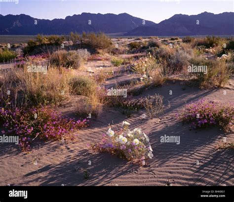 ARIZONA - Dune primrose and sand verbena blooming at Mohawk Dunes in ...