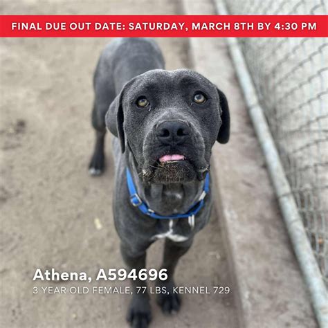 Stanislaus Animal Services Agency | Just a handful of the puppies you ...