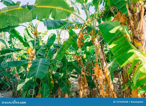Banana Palms with Fruits Growing on Them. Bundles of Green Bananas on ...