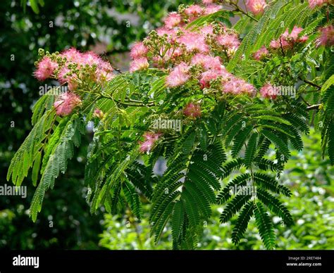 Mimosa Tree Sensitive Plant at Angela Prasad blog