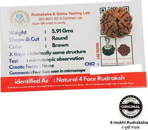 Hart Eye 4 Mukhi Nepali Rudraksha four Face Rudraksh With Original ...