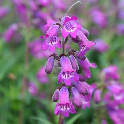Buy beard tongue Penstemon 'Sour Grapes M. Fish': Delivery by Waitrose ...