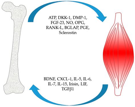 Bone Control of Muscle Function