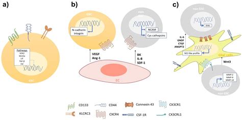 Glioblastoma Microenvironment and Invasiveness: New Insights and ...