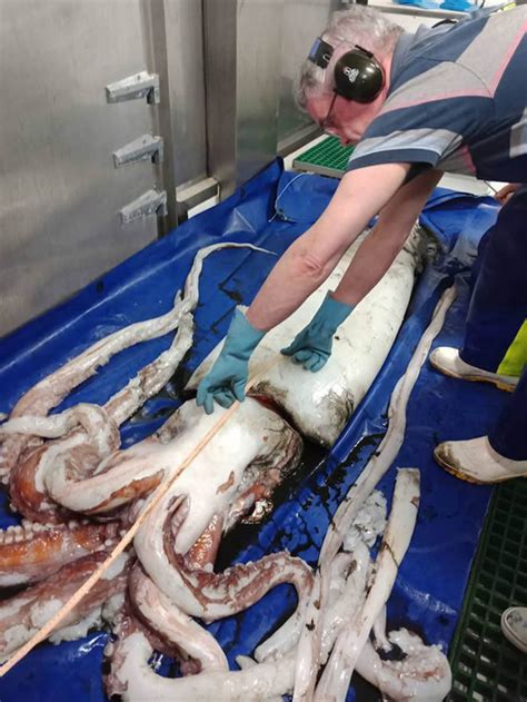 新西兰国家水资源与大气研究所工作人员在研究长尾鳕时偶然抓住一只巨型鱿鱼_猎奇窝