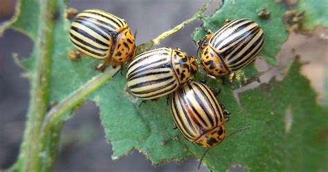 Diversity | Special Issue : Diversity of Terrestrial Invertebrate ...