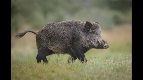 270-pound wild boar captured in San Antonio backyard | kens5.com