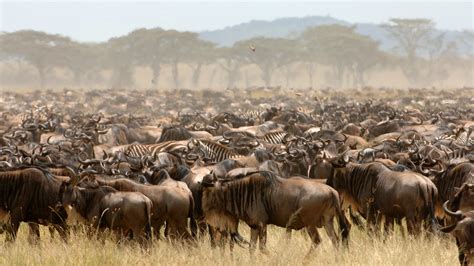 Animal Immigration