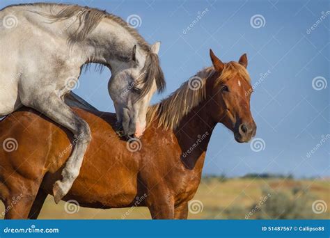 Two horse coupling stock image. Image of coupling, love - 51487567