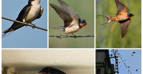 अबाबील चिडिया (Swallow Bird)