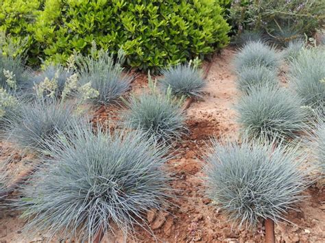 Festuca ovina 'Glauca' - בן אפר מכחיל, blue fescue, gray fescue | Ramat ...
