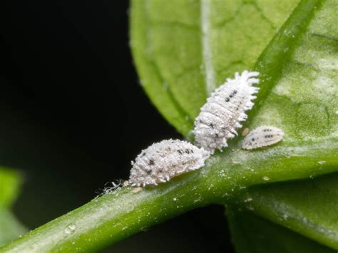 Images Of Scale Insects How To Get Rid Of Scale | Kings Plant Doctor