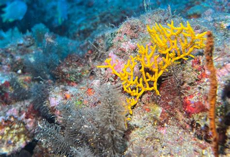 Sao Nicolau Diving (Tarrafal de Sao Nicolau) - All You Need to Know ...