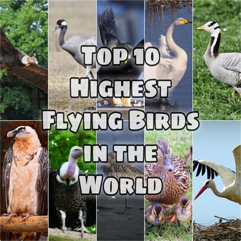 Image result for Flying Contraptions