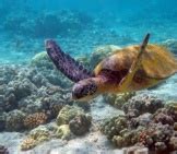 Sea Turtle 的图像结果