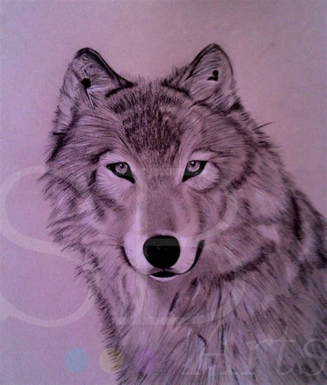 Beautiful Wolves Drawing 的图像结果