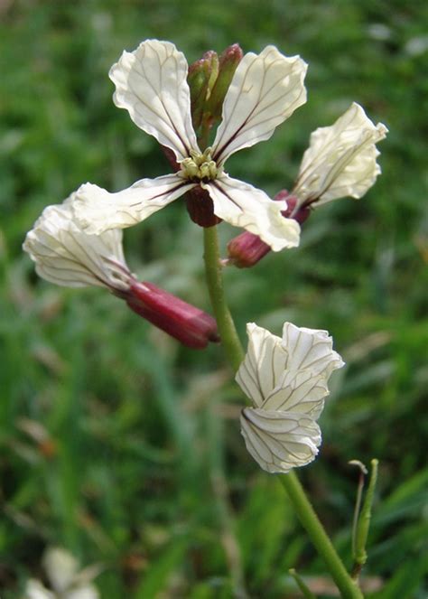 Controlling Wild Radish - Learn About Wild Radish Weeds And Uses For ...