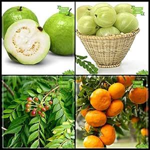 Creative Farmer Gardening Combo Fruit : Psidium Guava, Indian ...