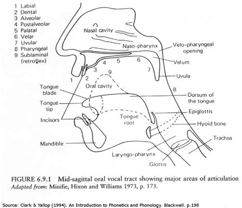 Place Of Articulation Chart