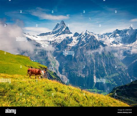 Cattle on a mountain pasture. Amazing morning view of Bernese Oberland ...