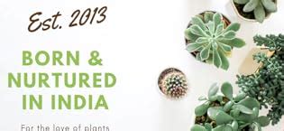 Rolling Nature Combo of Good Luck Air Purifying Live Pink Syngonium and ...