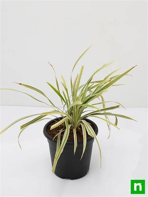 Buy Ophiopogon Jaburan Variegated, Giant Lily Turf - Plant online from ...