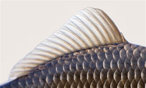 Fish Scale