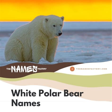 320+ Best Polar Bear Names for Your Snowy Buddy