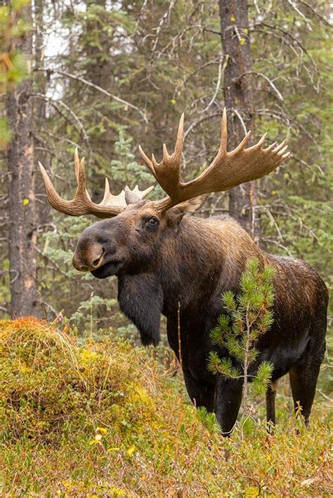 Moose Craft Mods 的图像结果